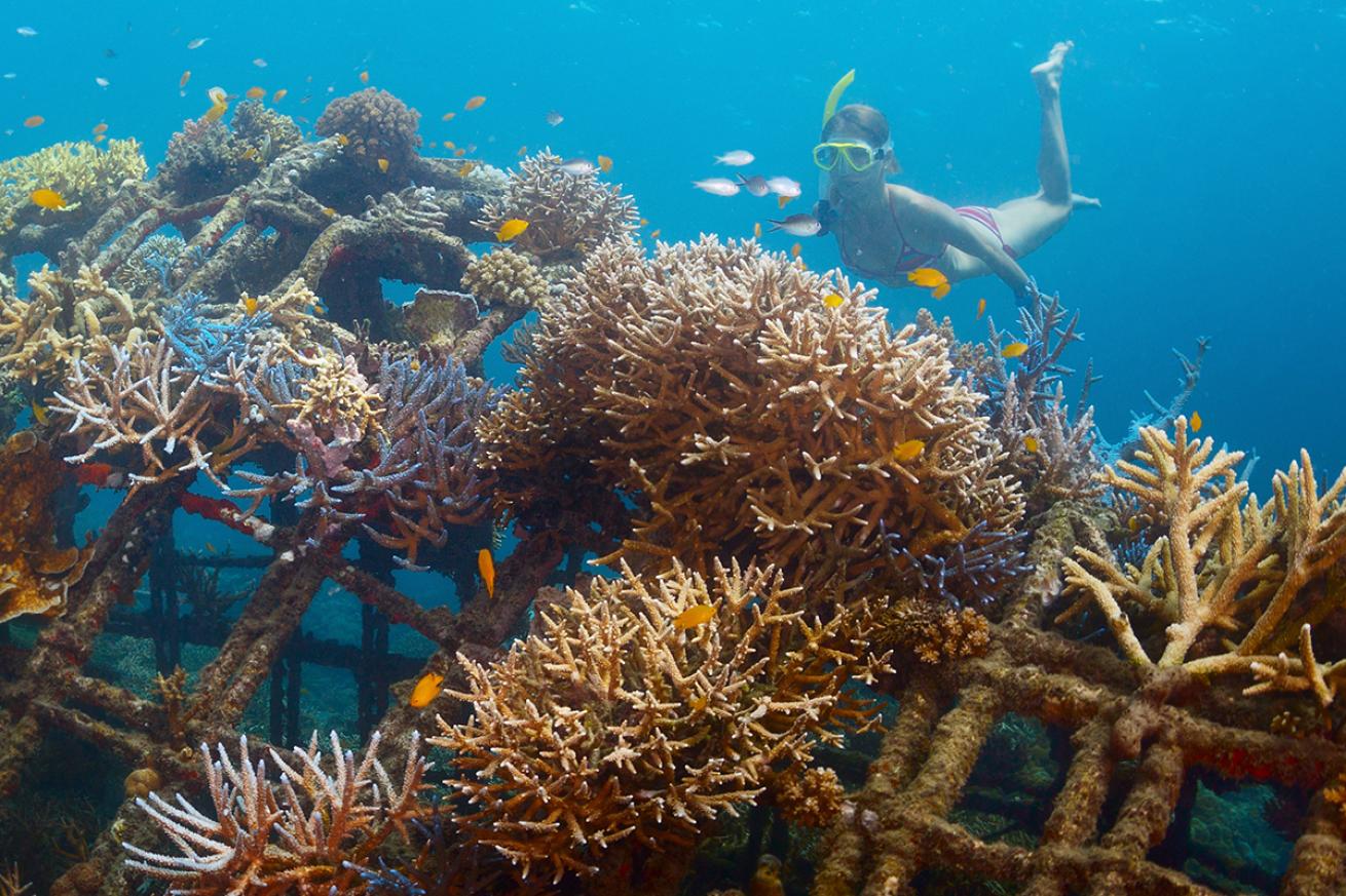 Coral reef restoration project in Bali