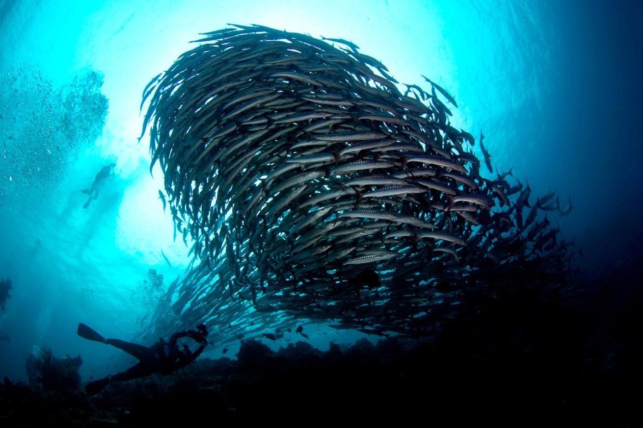 Barracuda School 