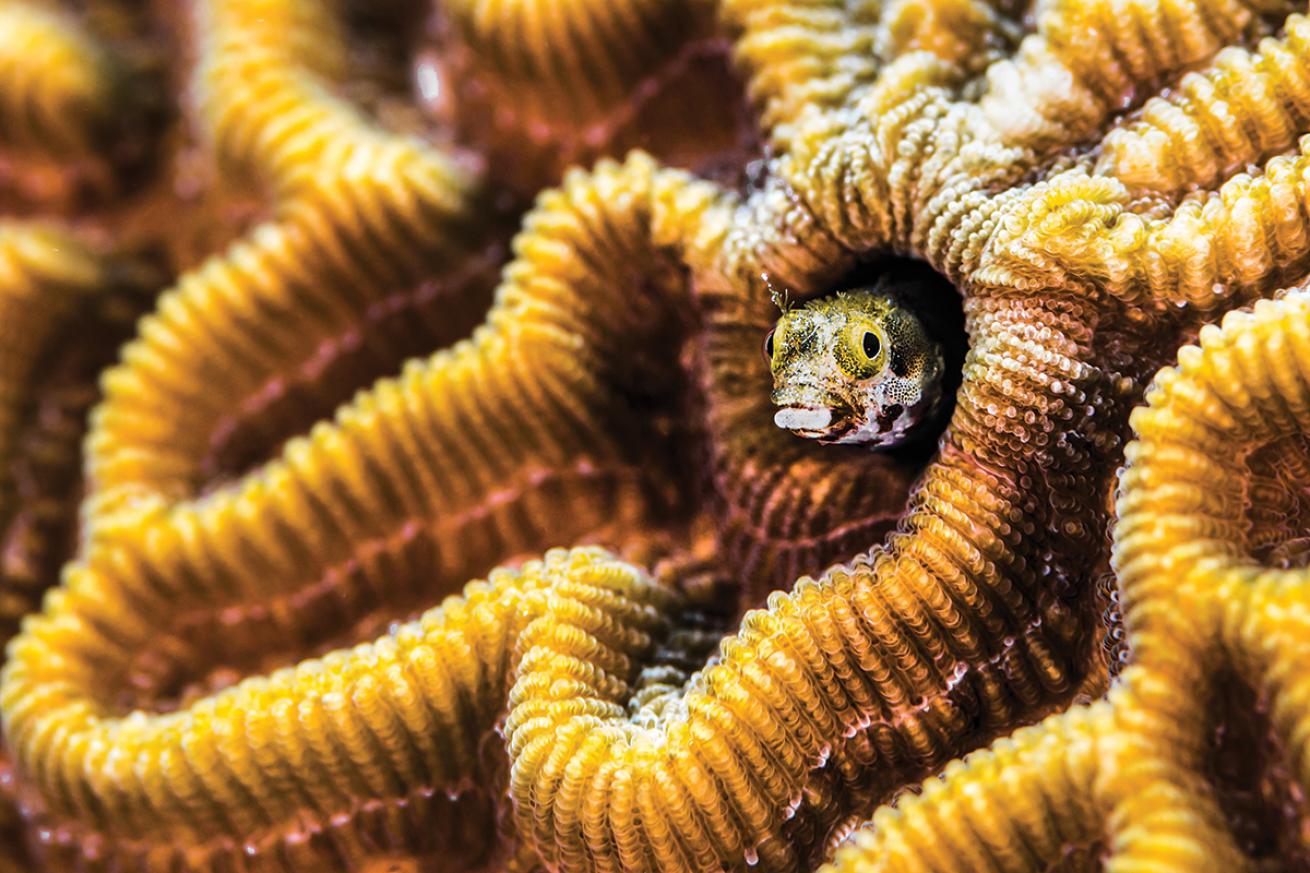 A blenny peaks out from Bonaire coral.