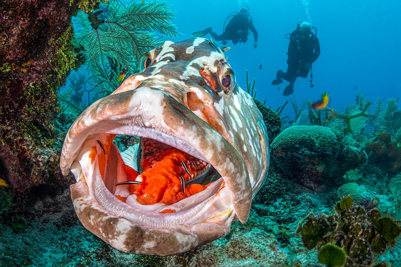 Small clean the mouth of a large fish with divers hovering in the background.