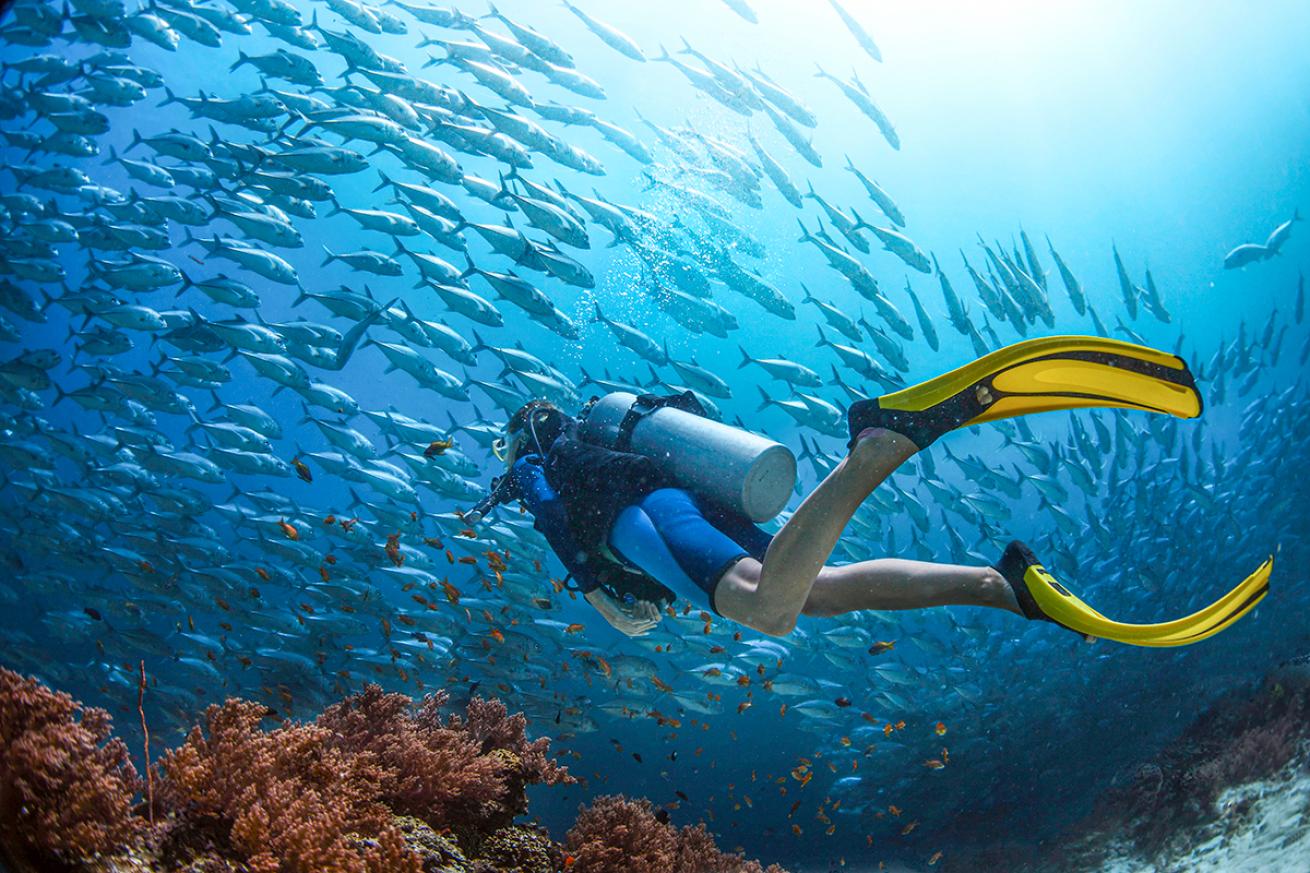 A diver fins toward schooling fish