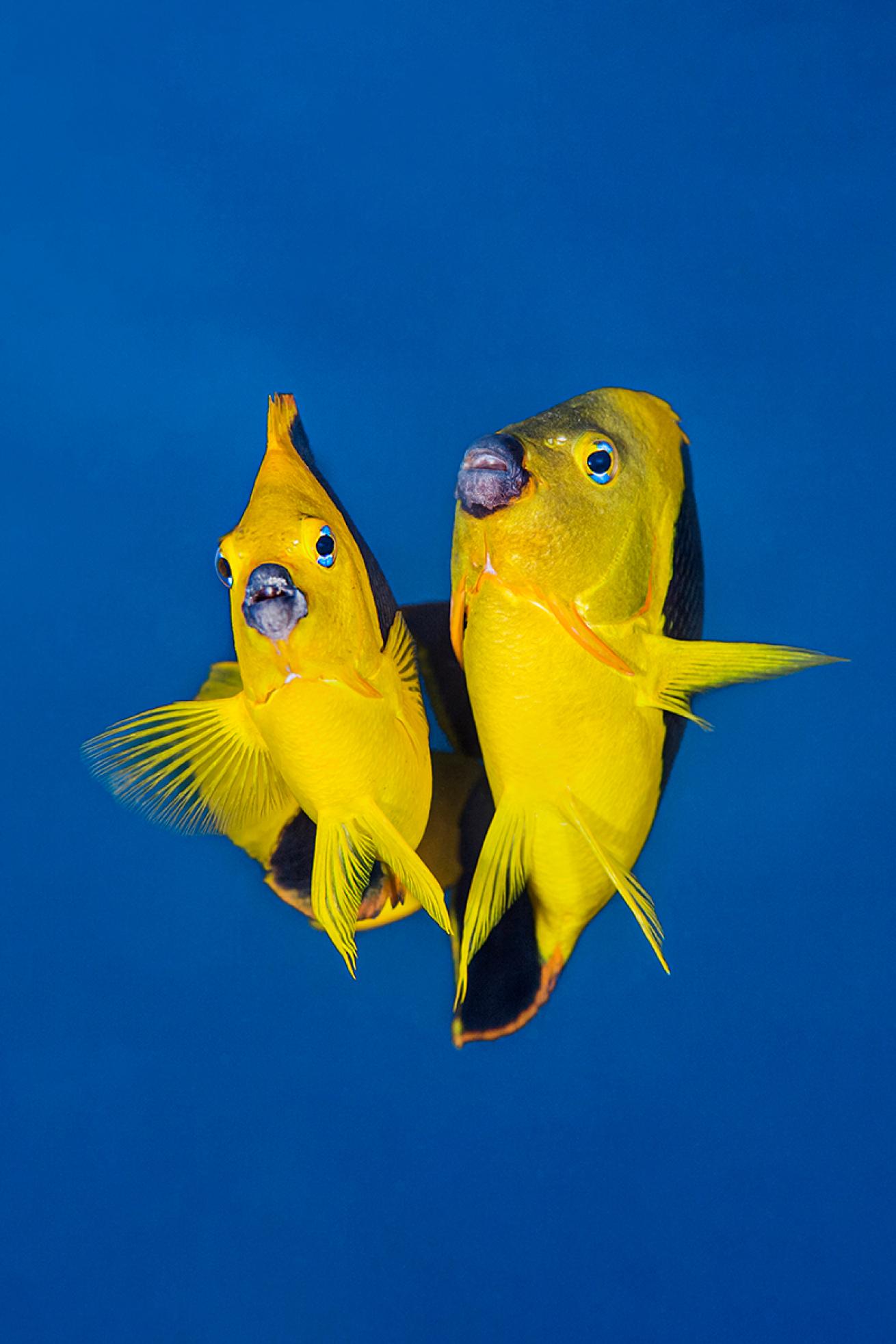 Two yellow and black fish swim next to each other