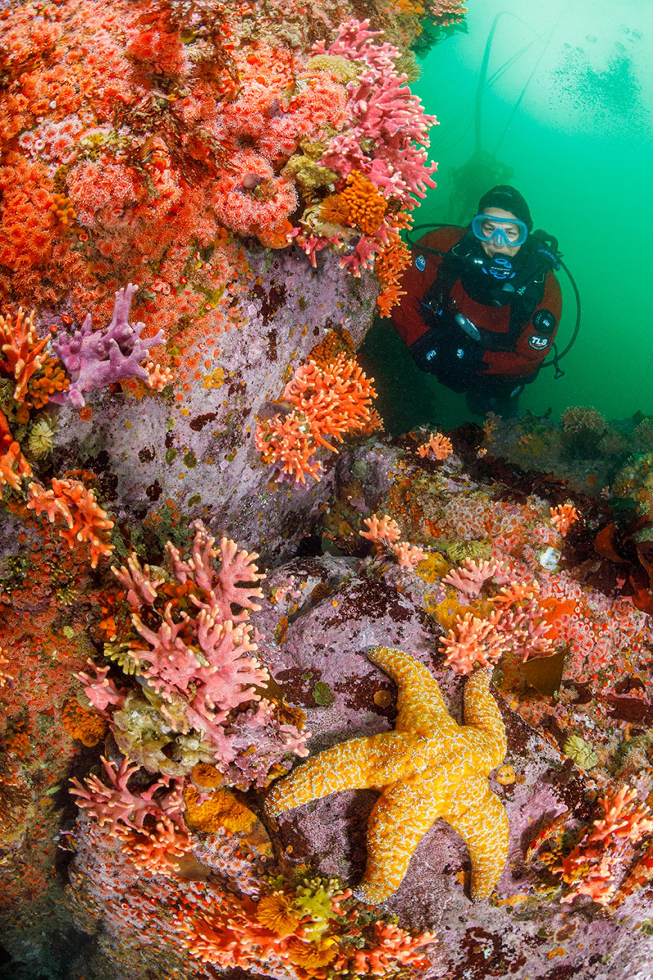 A diver peers around a reef in California waters