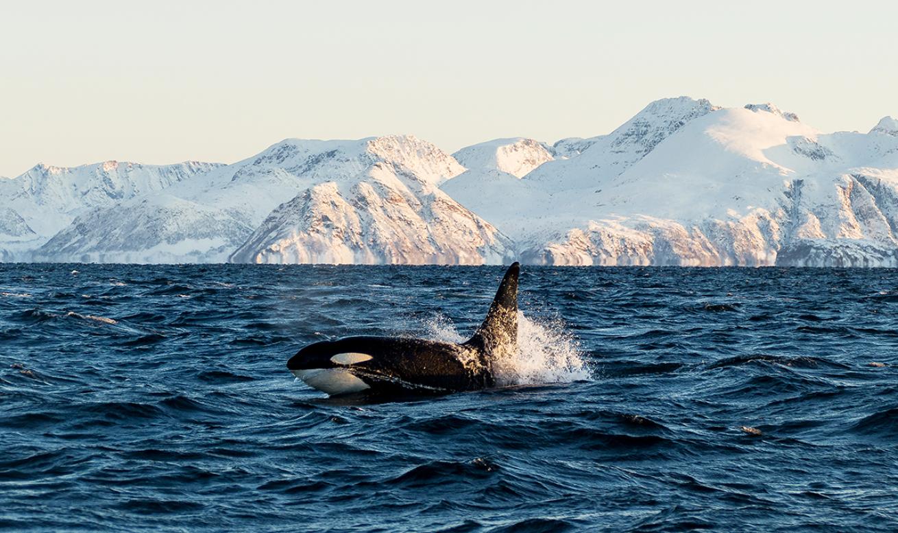 An orca breaks through the surface of the water with snow-covered hills in the background