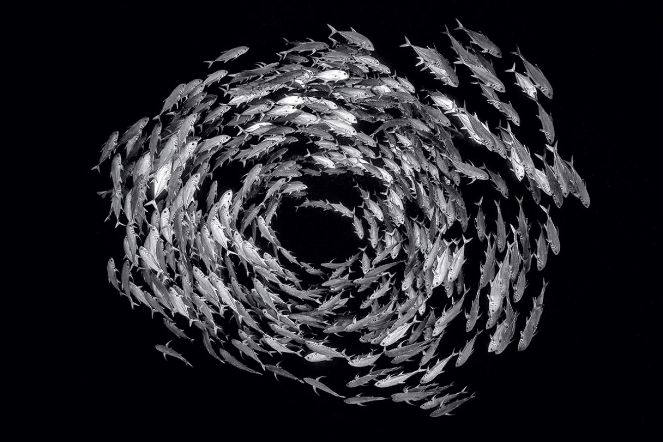 A black and white image of a school of fish forming a circle 
