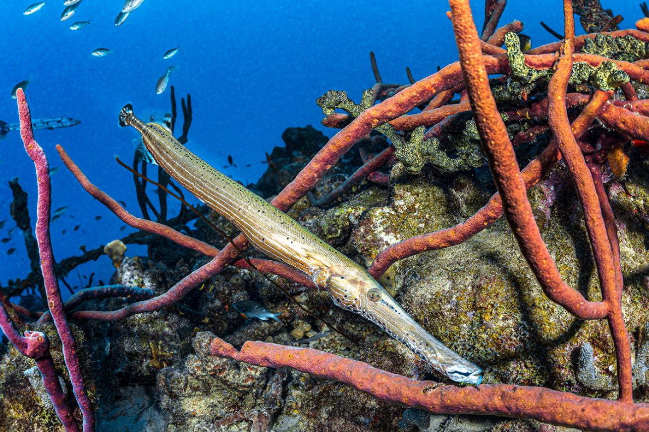 A trumpetfish in a Bonaire reef.