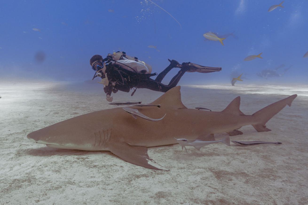 Young male scuba diving alongside a shark