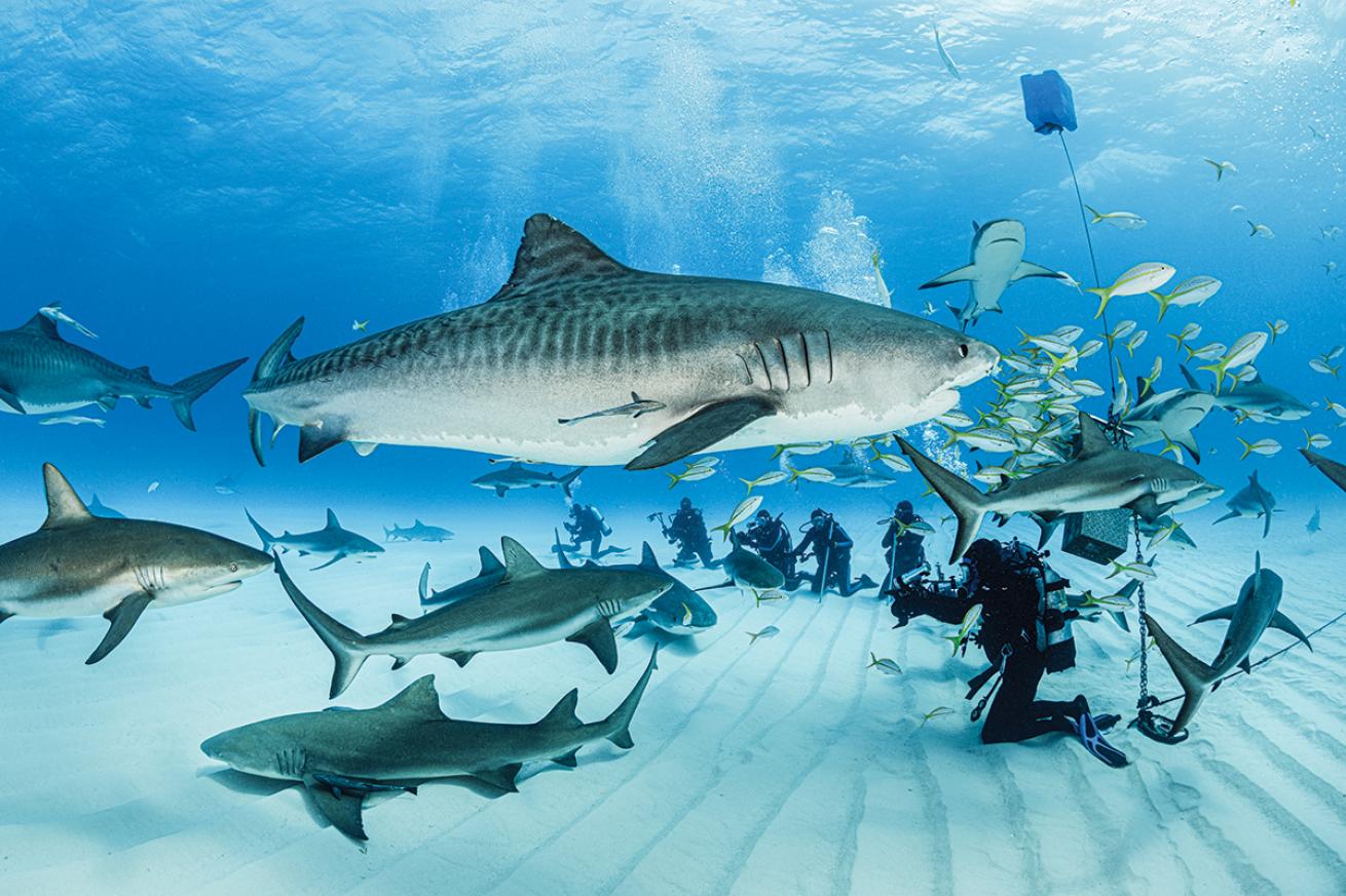 A collection of divers kneel in the sand and sharks ad fish school around them.