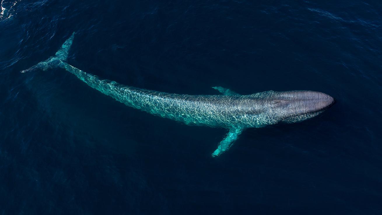 Blue whale aerial shot