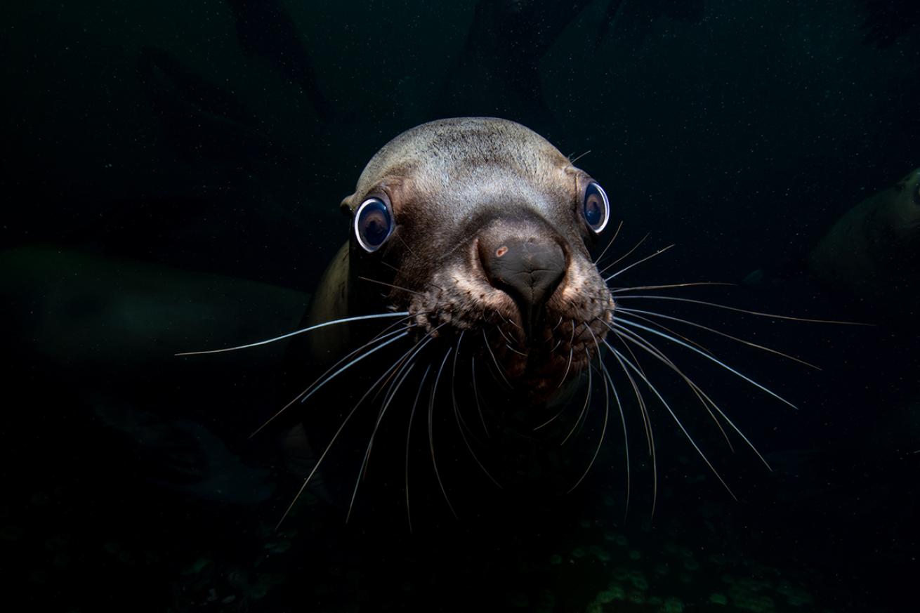 Close up of a sea lion&#039;s face