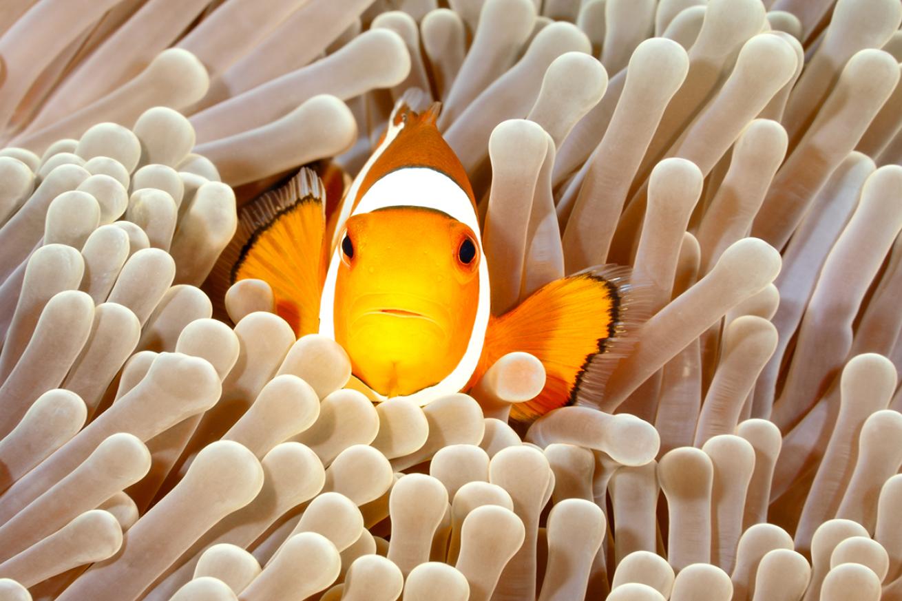 Clownfish in anemone