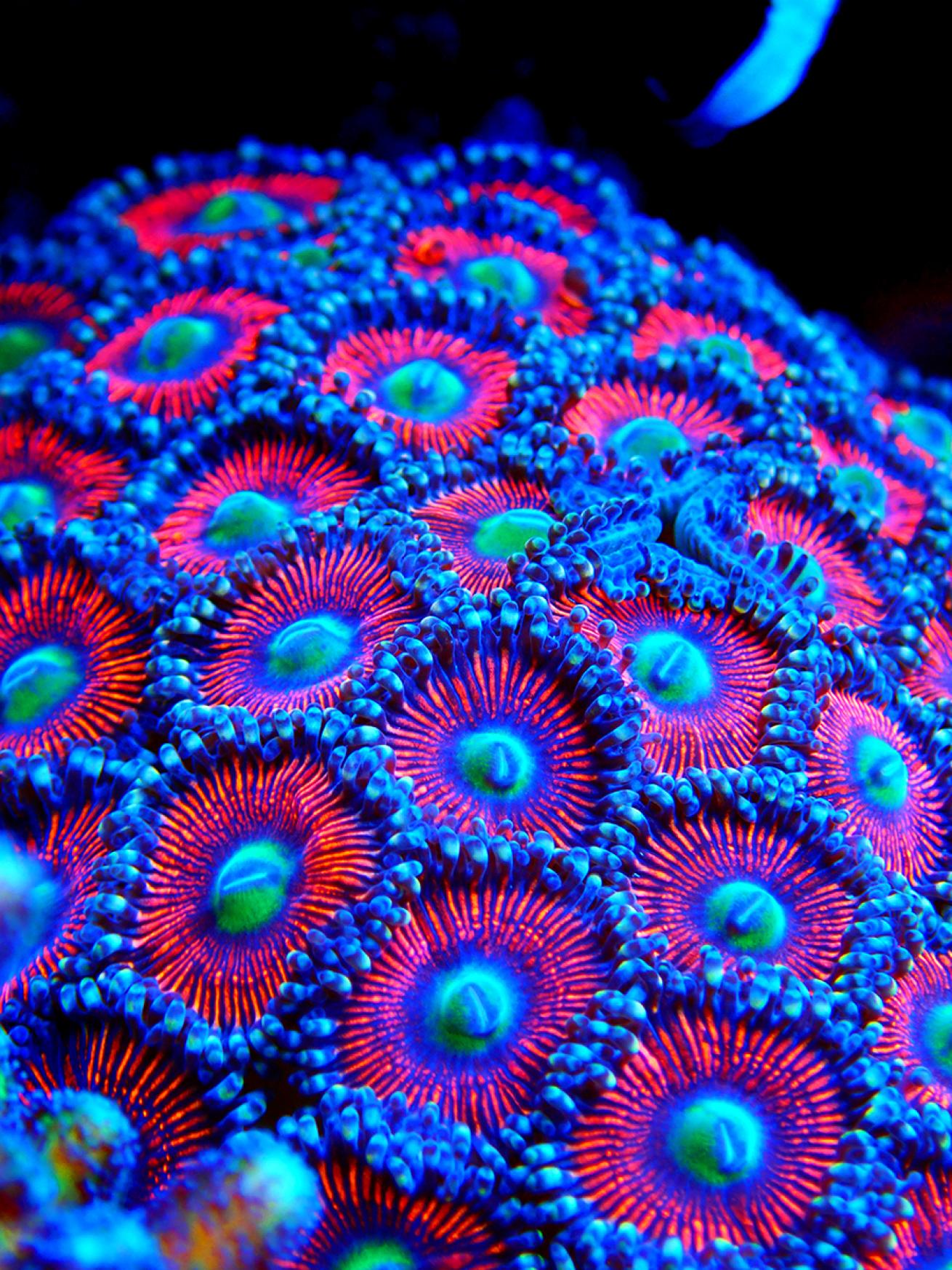 Bright red and blue coral polyps