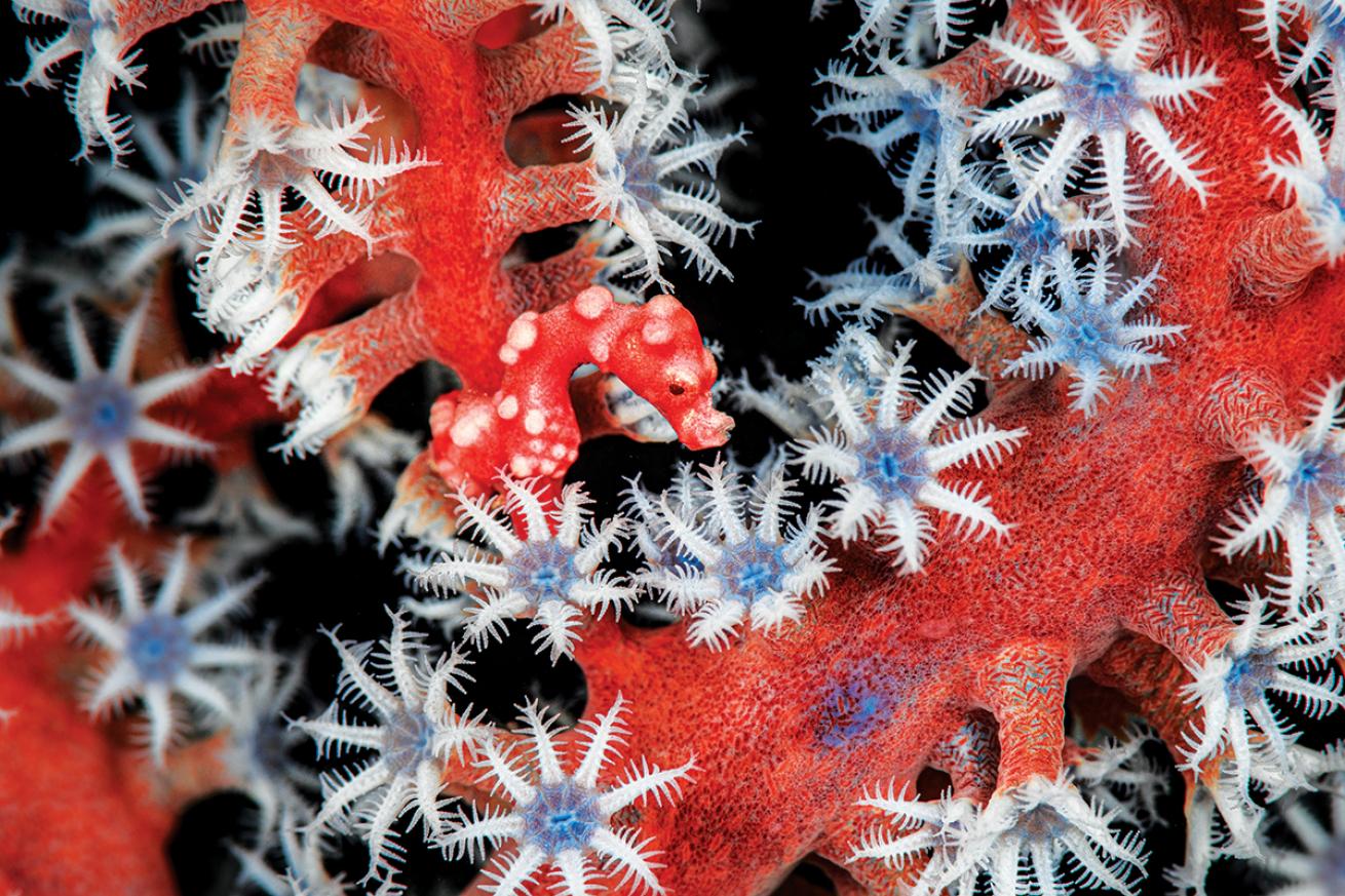 A small pink seahorse holds onto a pink coral with blue and white polyps