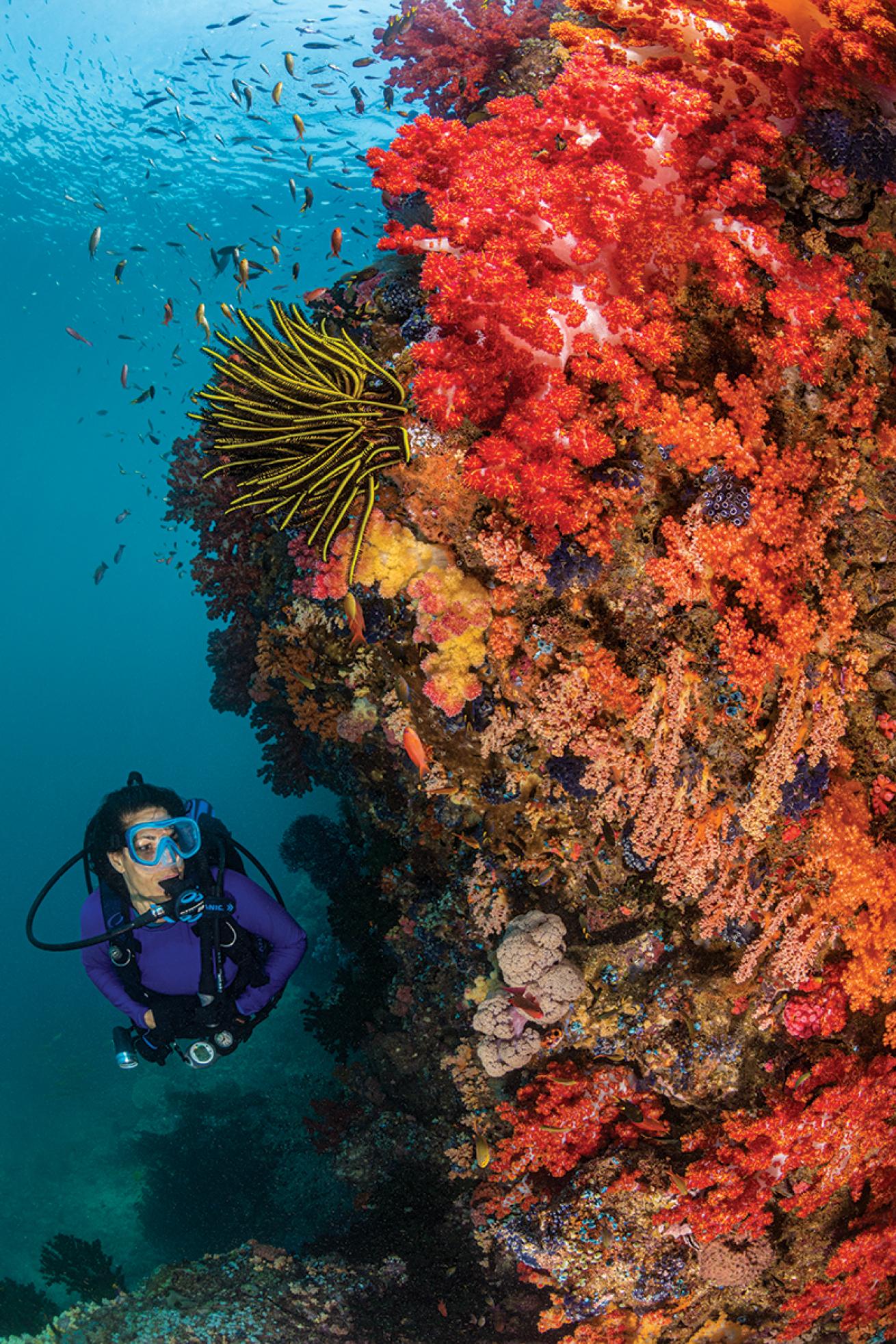 A female diver swims past a wall fo soft coral, mostly pink, in shallow waters as small fish flit above her.
