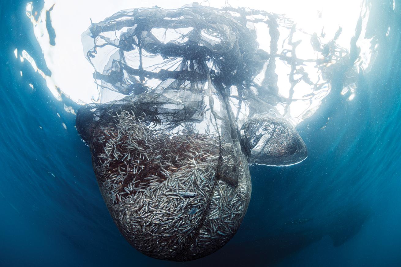 A large underwater net hanging from boat scaffolding swells full of small fish.