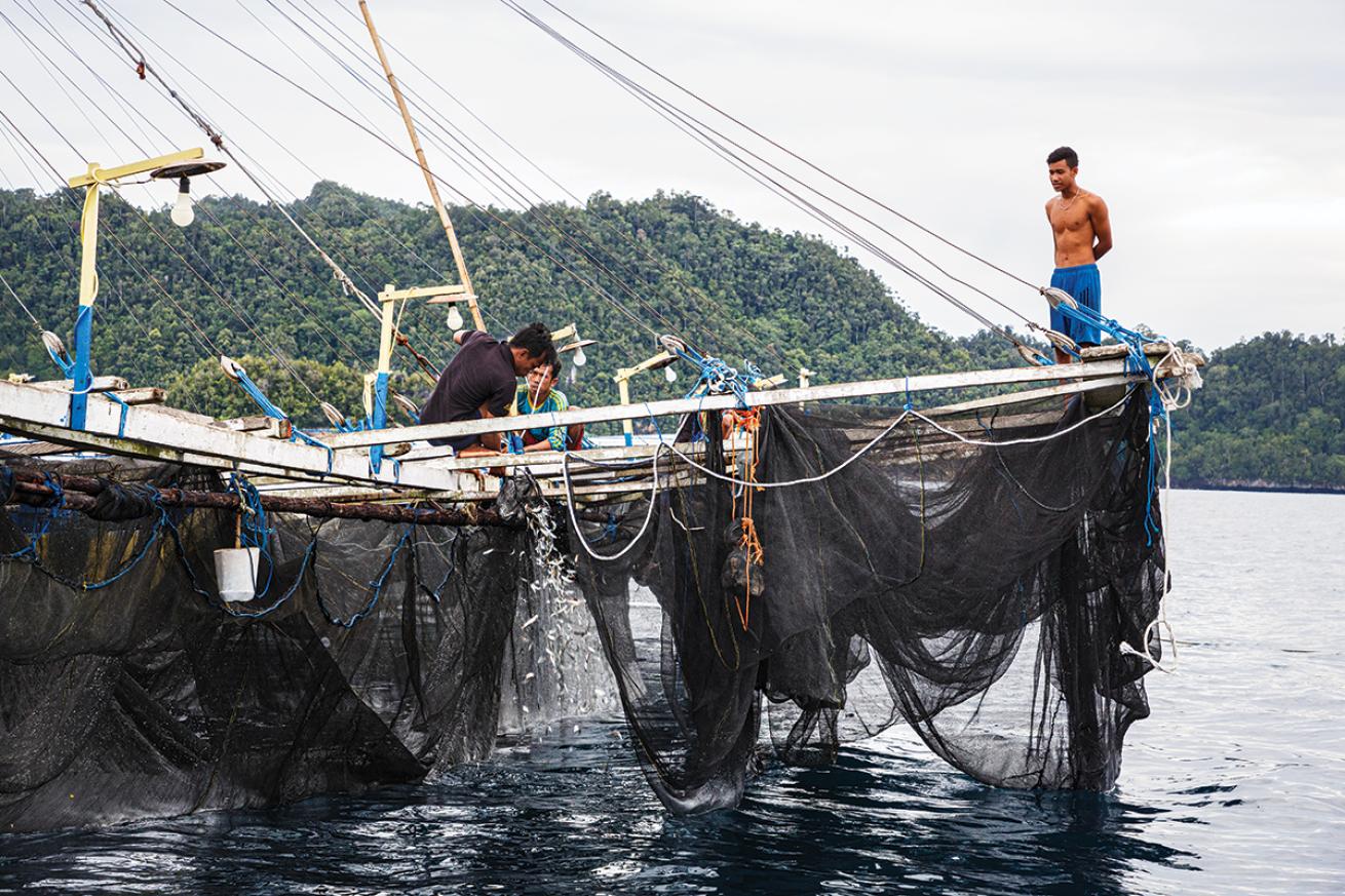 Two fishermen on a bagan draw up a net full of fish while one watches.