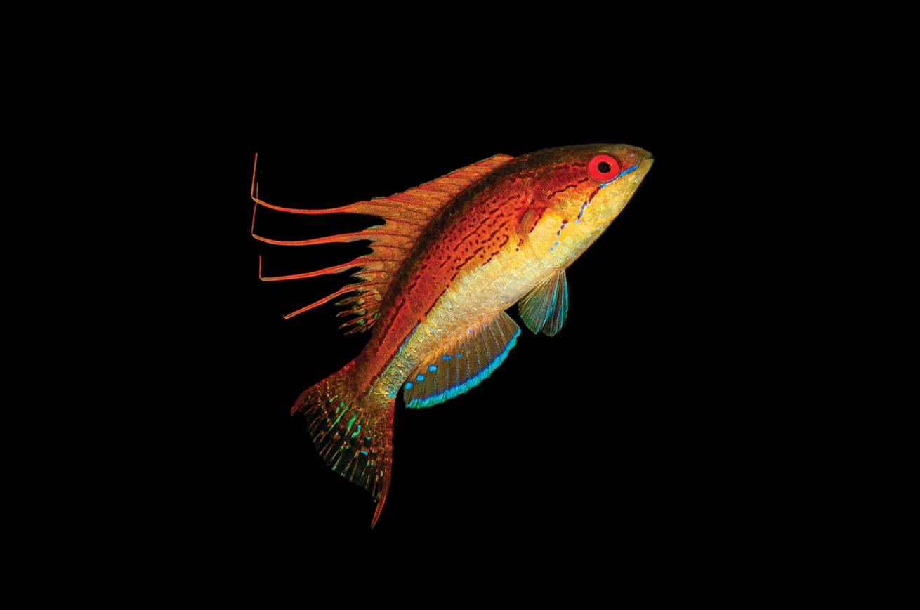 A small fish with a red top half and yellow stomach is illuminated against a black background