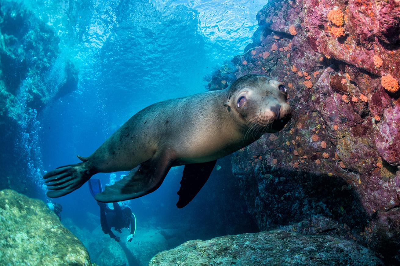 Seal in Galapagos with diver behind