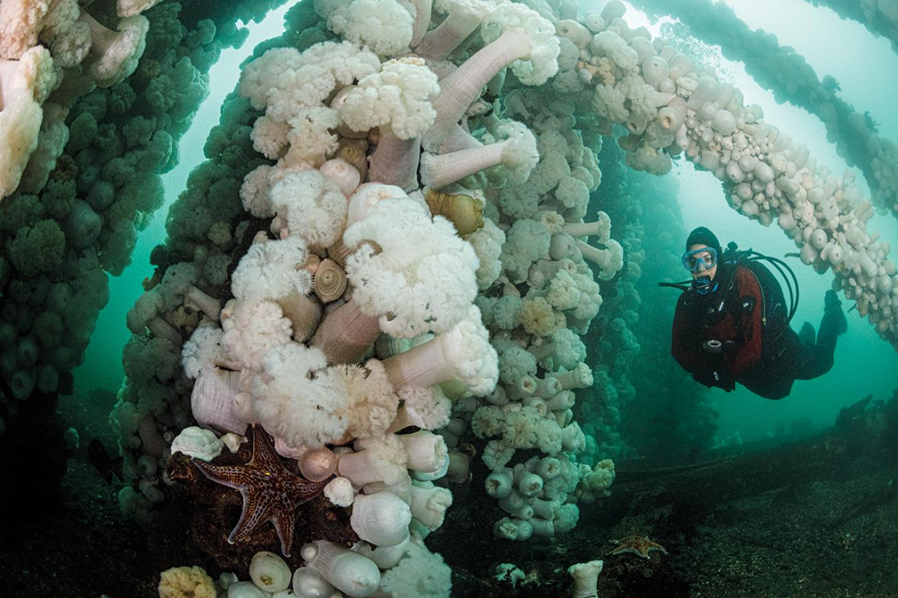 A divers fins underneath an underwater structure coated in giant plumose anemones