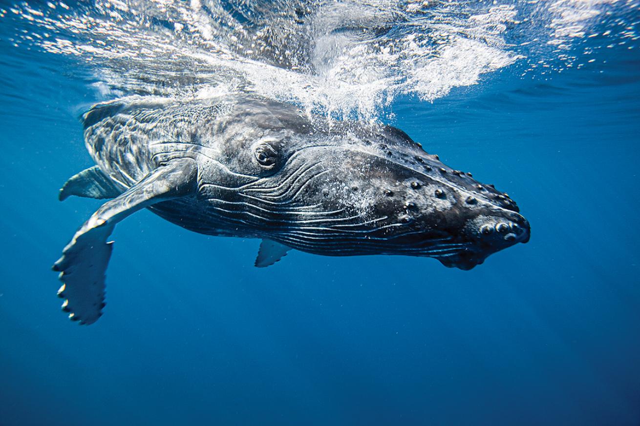 A humpback whale stares directly at the camera while disturbing the surface of the ocean directly above.