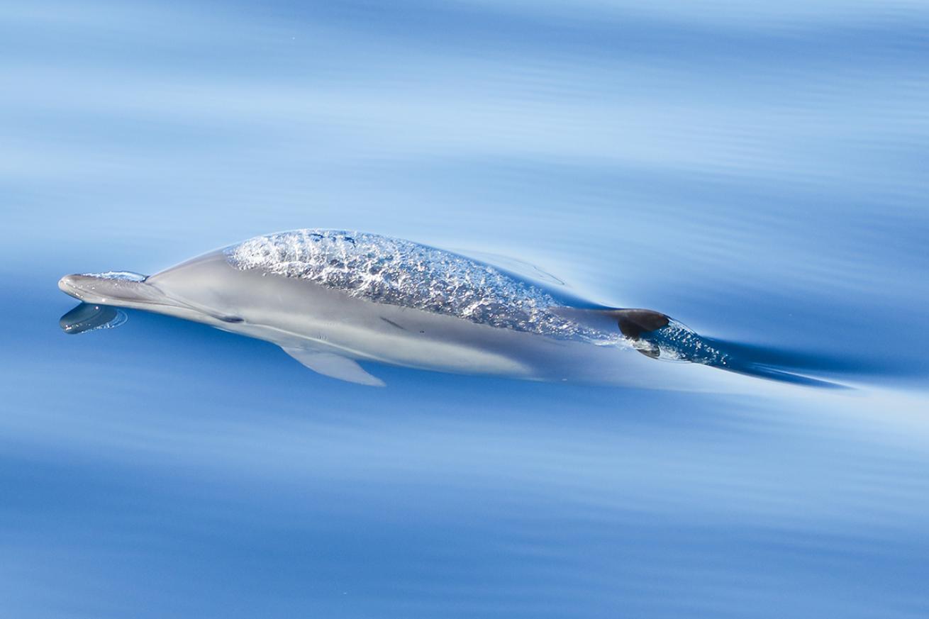 A spotted dolphin breaks the ocean&#039;s surface