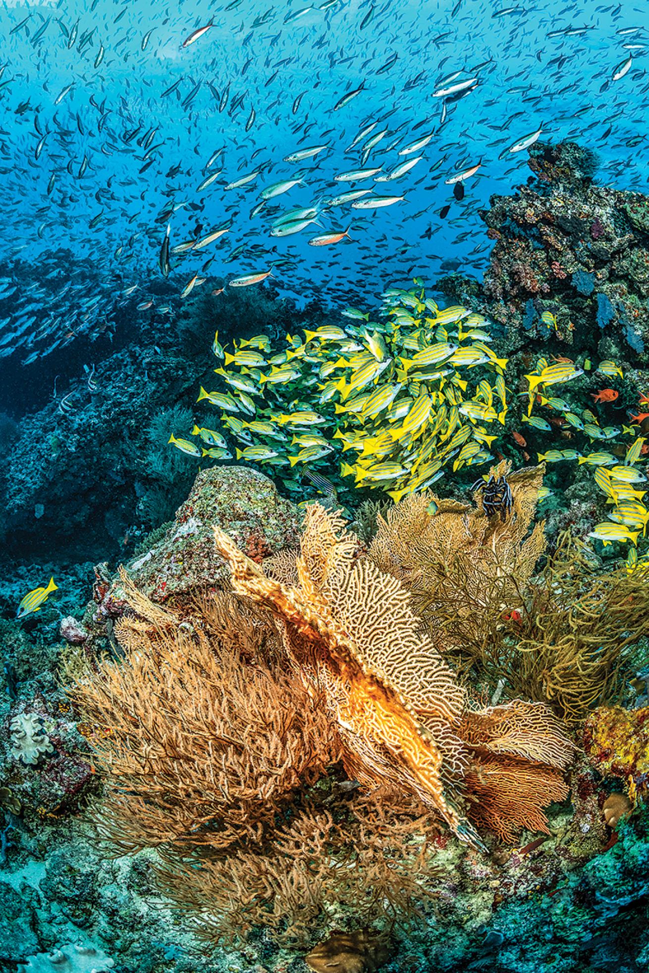 Small grey fish and small, stripped, yellow fish collect over tan coral fans