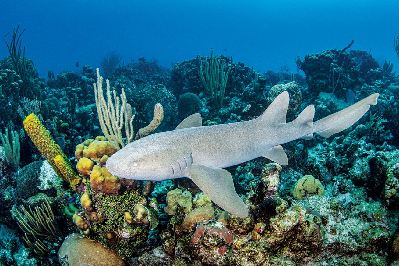 A nurse shark swims right above coral.