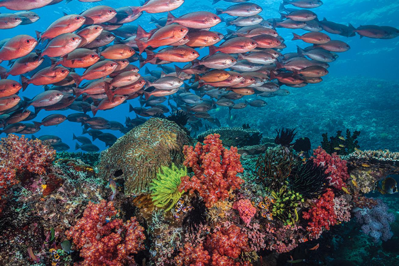 rRed pinjalo snappers school above a colorful reef