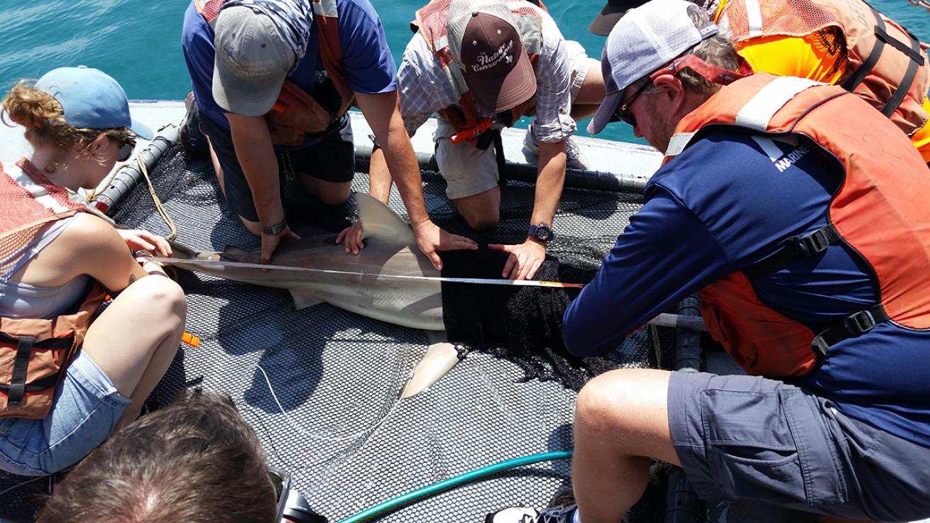 A group of people hold a shark on the deck of a boat near the edge as a woman measures its length. 