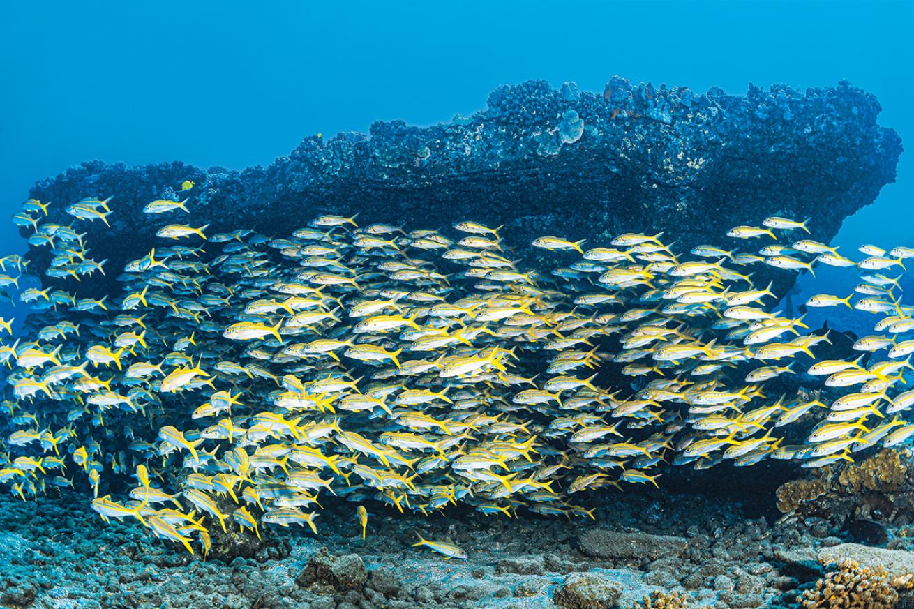 A school of small yellow fish with small blue stripes and white undersides swarm near Maui's Mala Pier