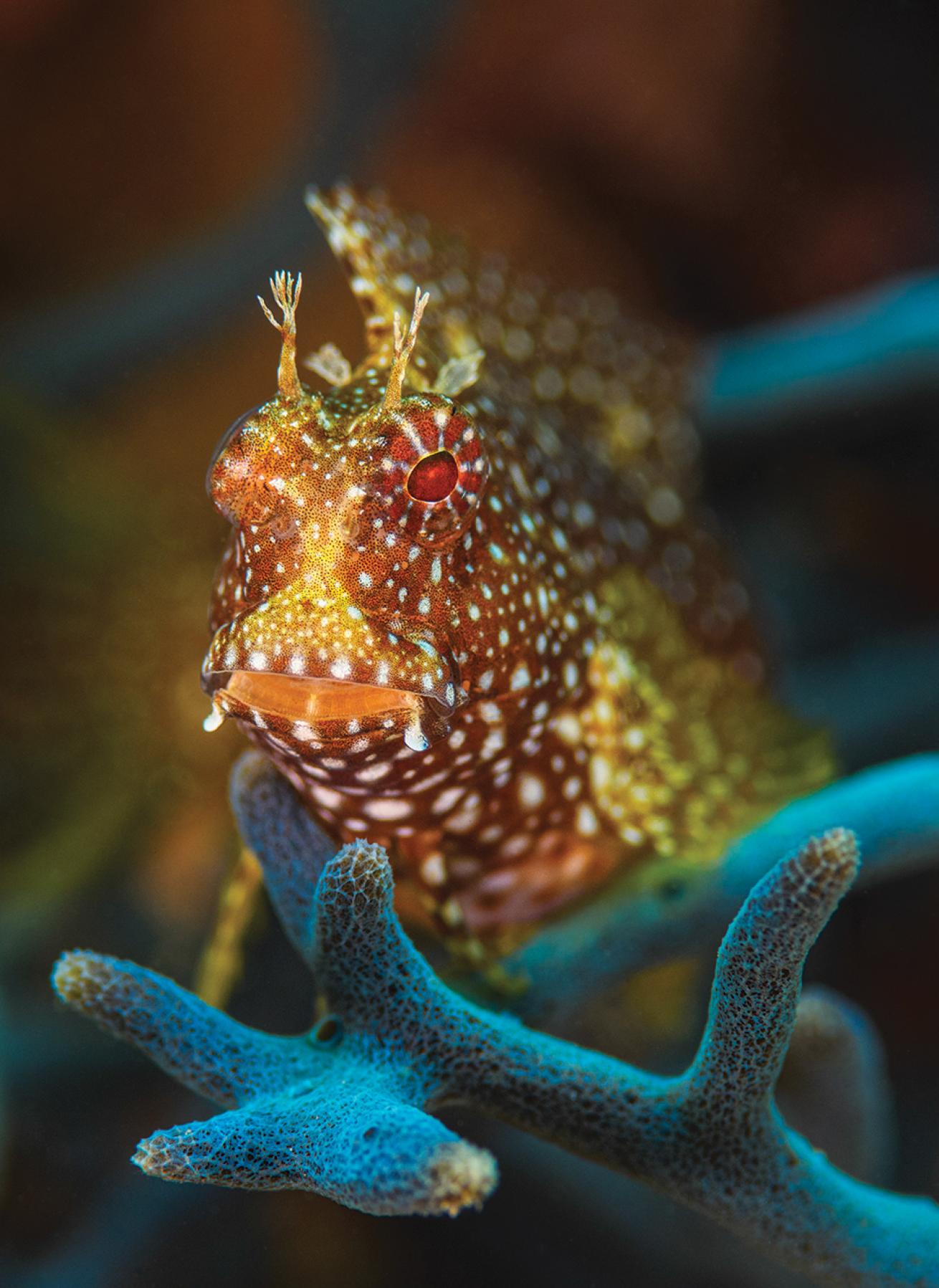 A spotted blenny with red eyes sits on a blue sponge