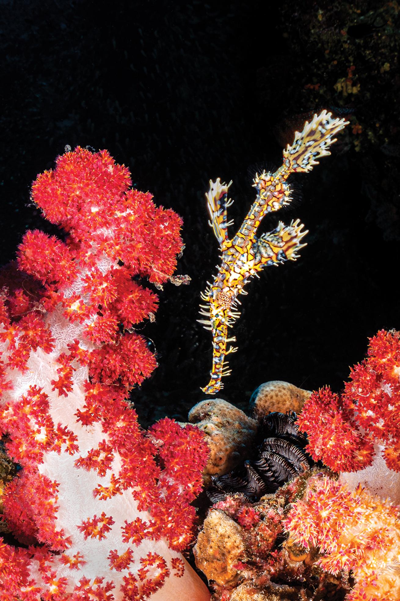 A ghost pipefish swims downward near pink coral.