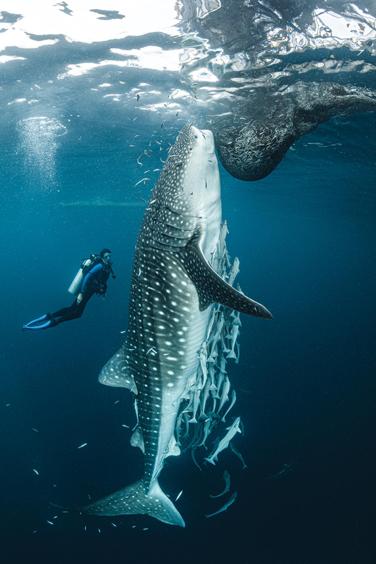 A diver hovers behind a whale shark that is vertical in the water column as it eats fish from a fisherman's net