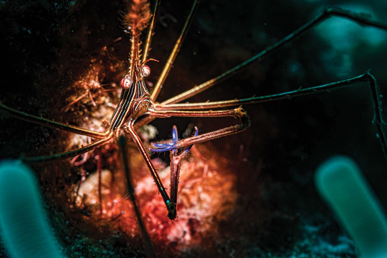 A small crab covered in yellow and light blue stripes