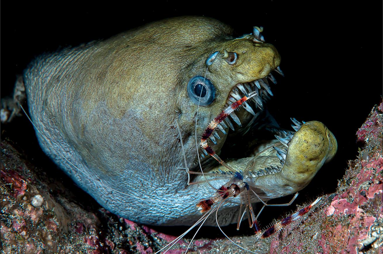 Cleaner shrimp on eel mouth