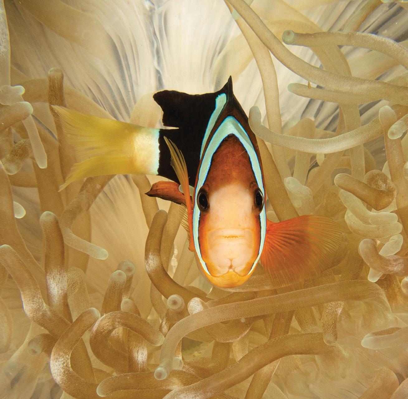 Clarks anemonefish