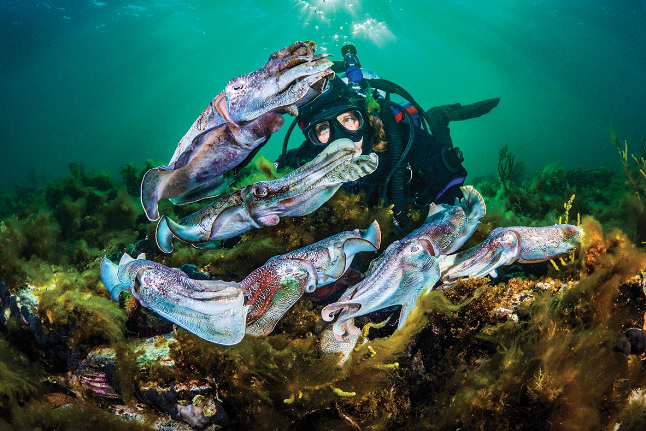 Diver with cuttlefish