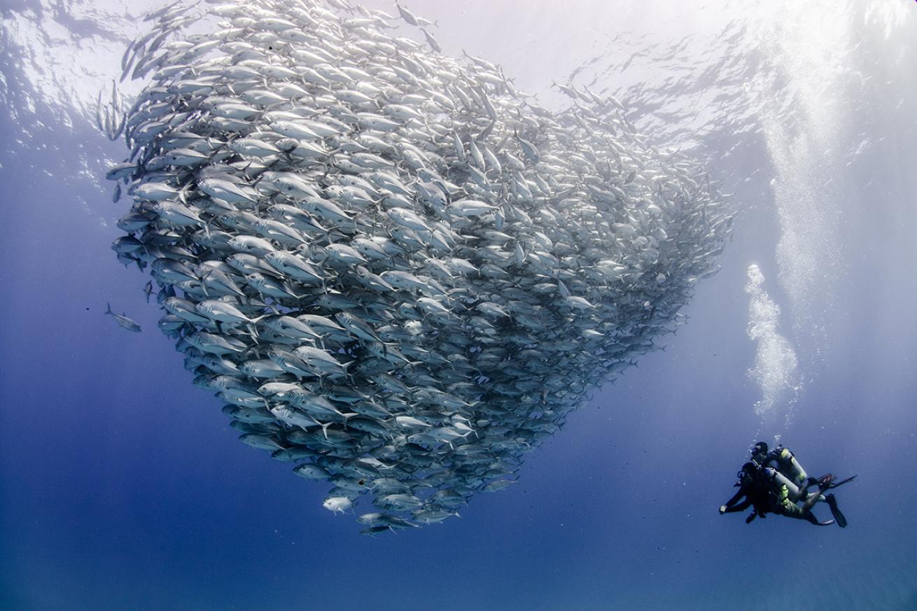 Divers with school of bigeye trevally 