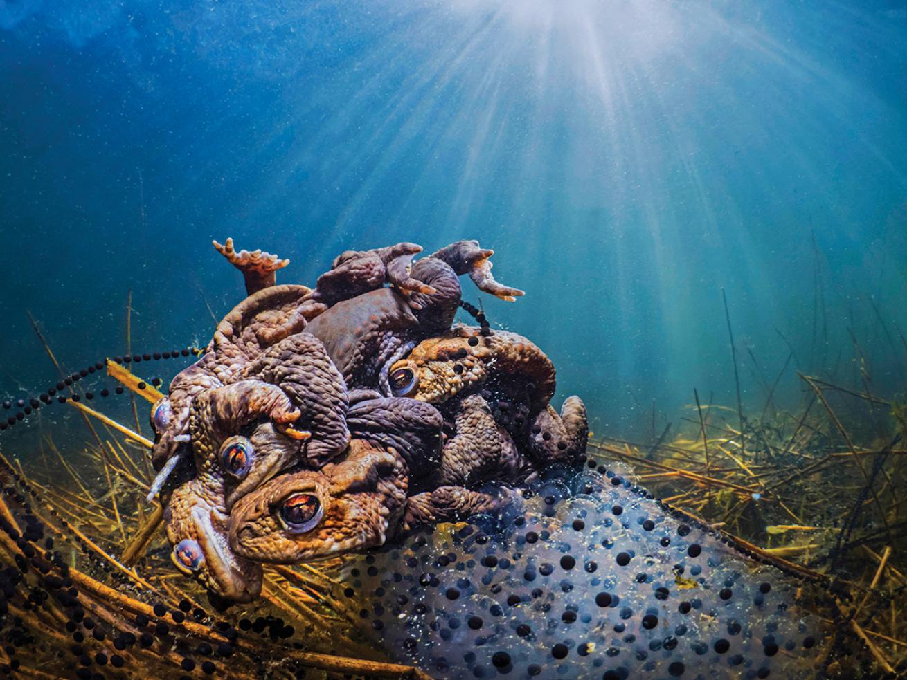 Frogs mating