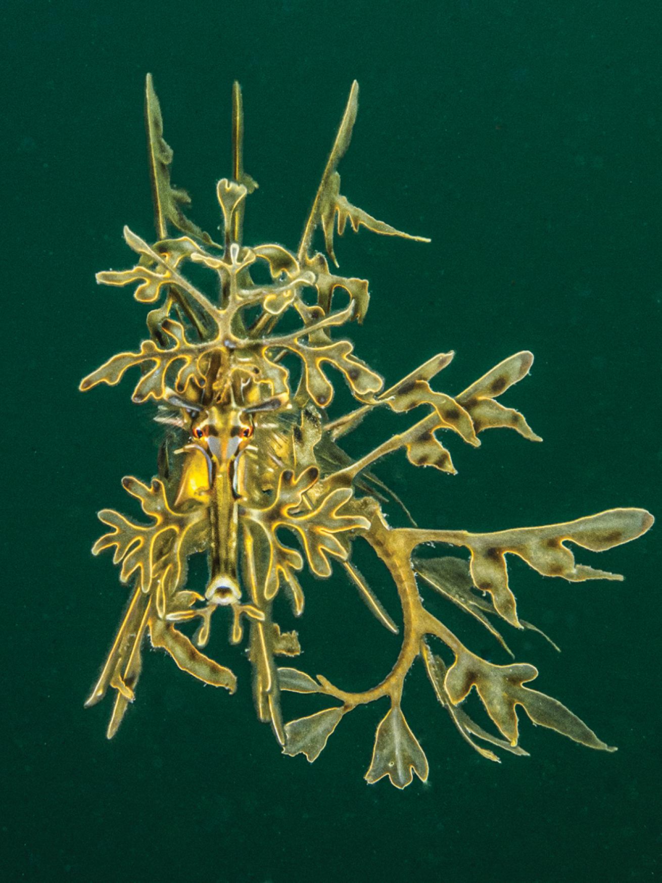 Weedy seadragon