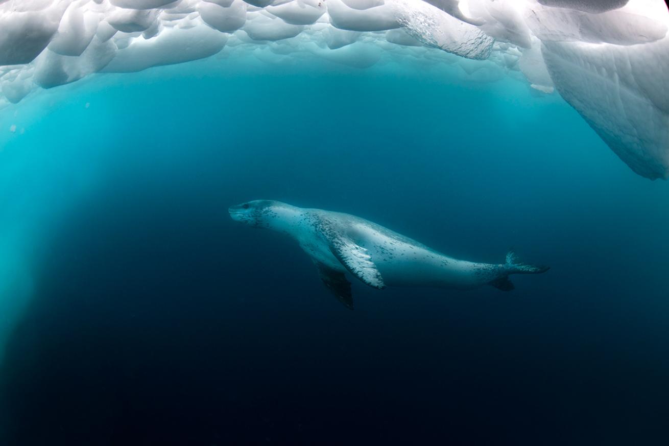 Leopard seal under ice