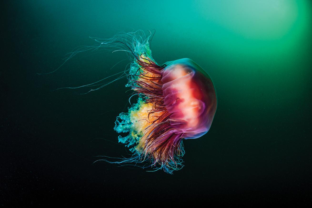 Lions mane jellyfish