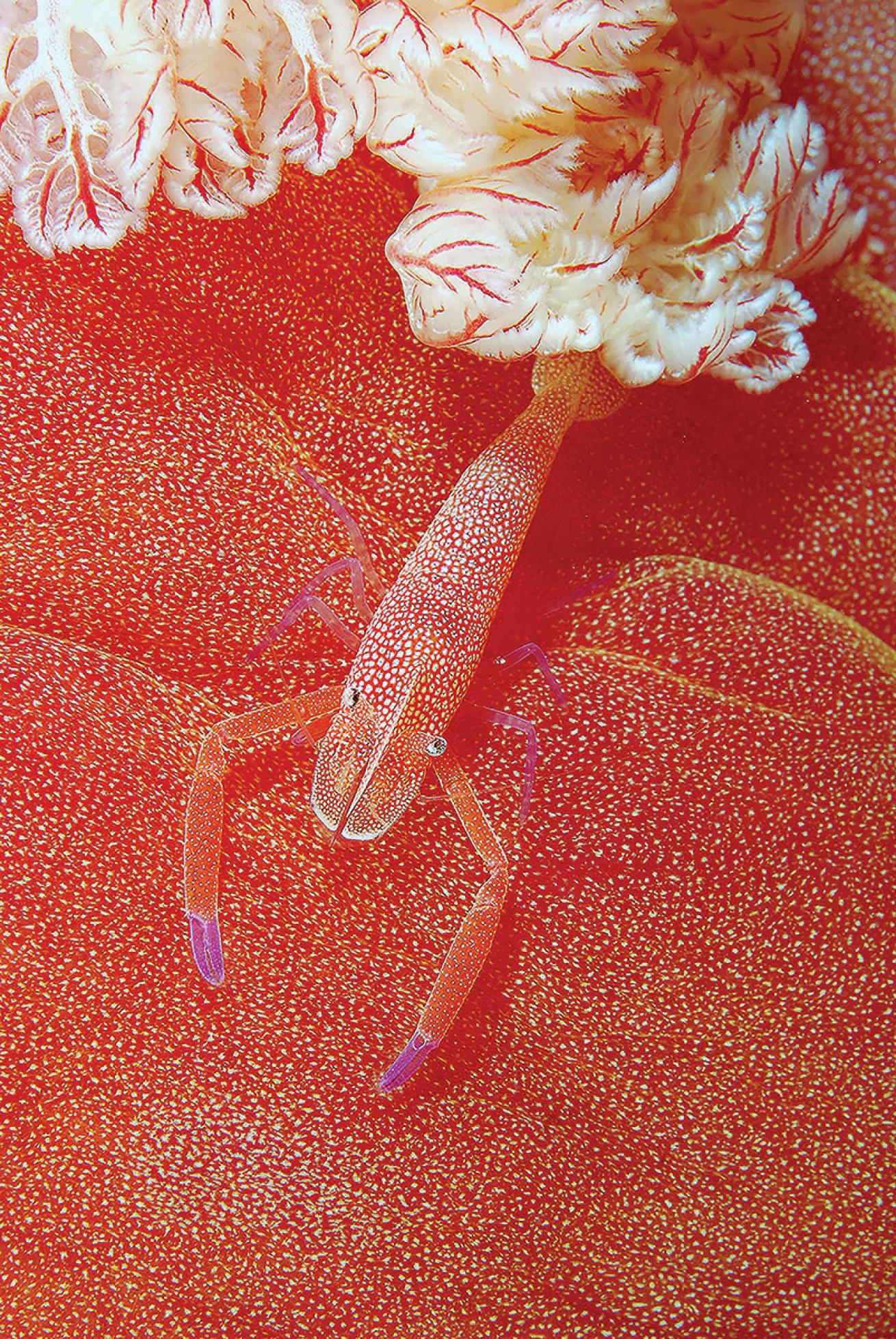 Emperor shrimp on Spanish Dancer nudibranch