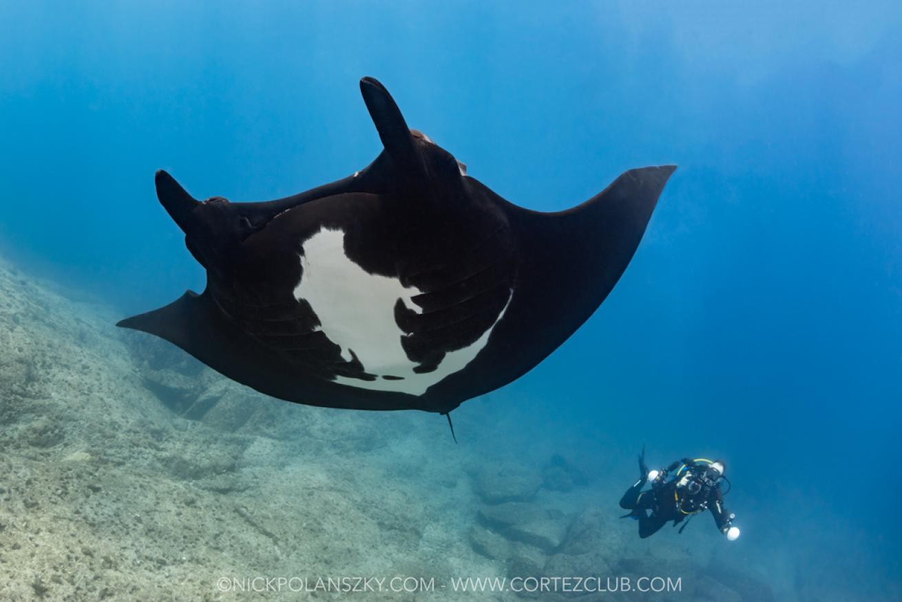 giant Pacific manta ray