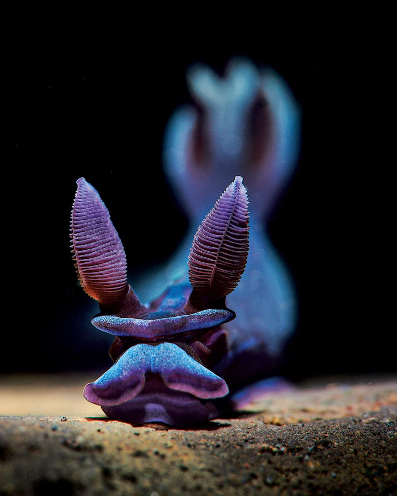 Purple nudibranch