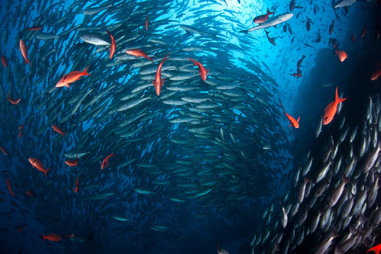 School of fish