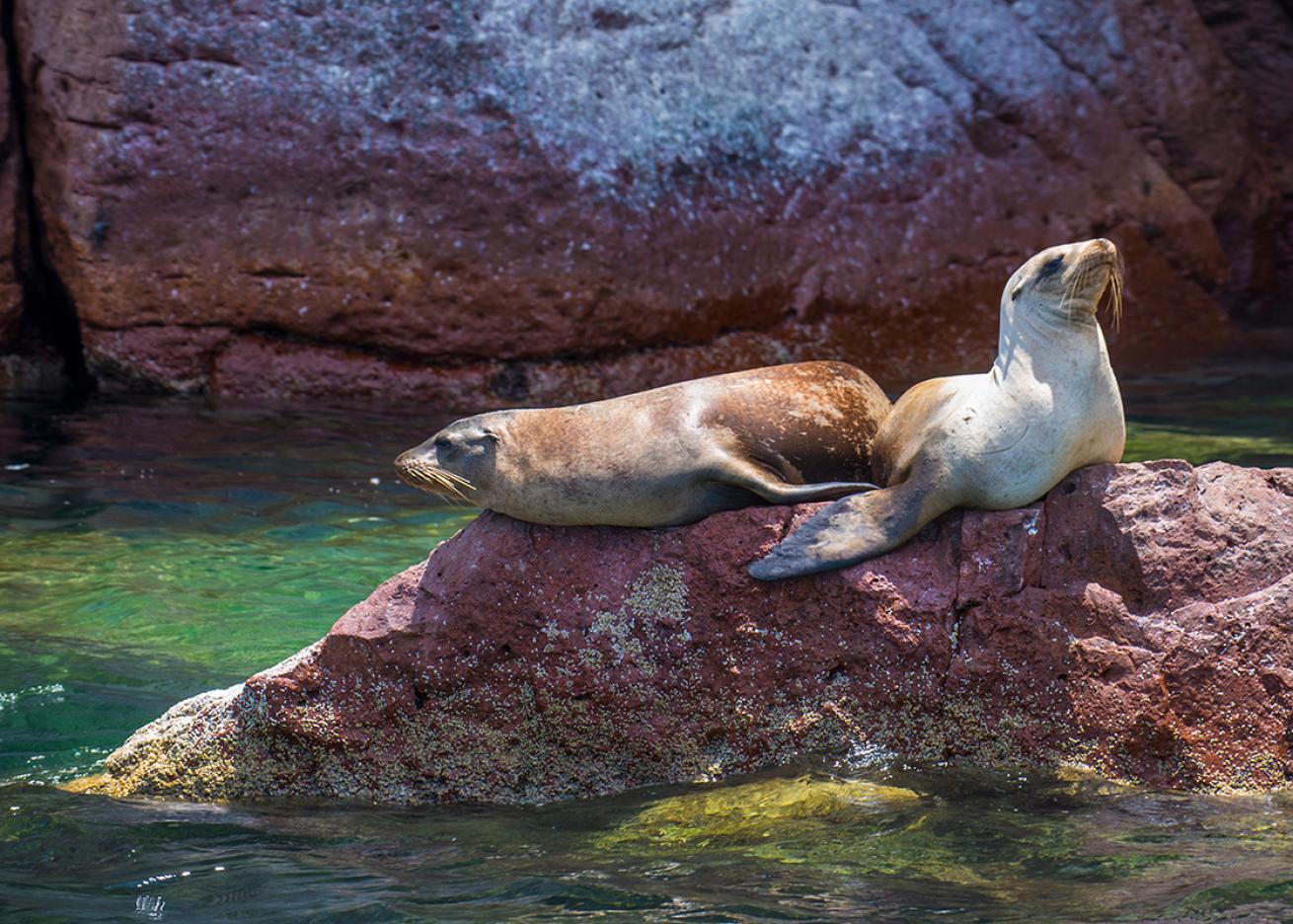 Sea lions on rocks in Mexico