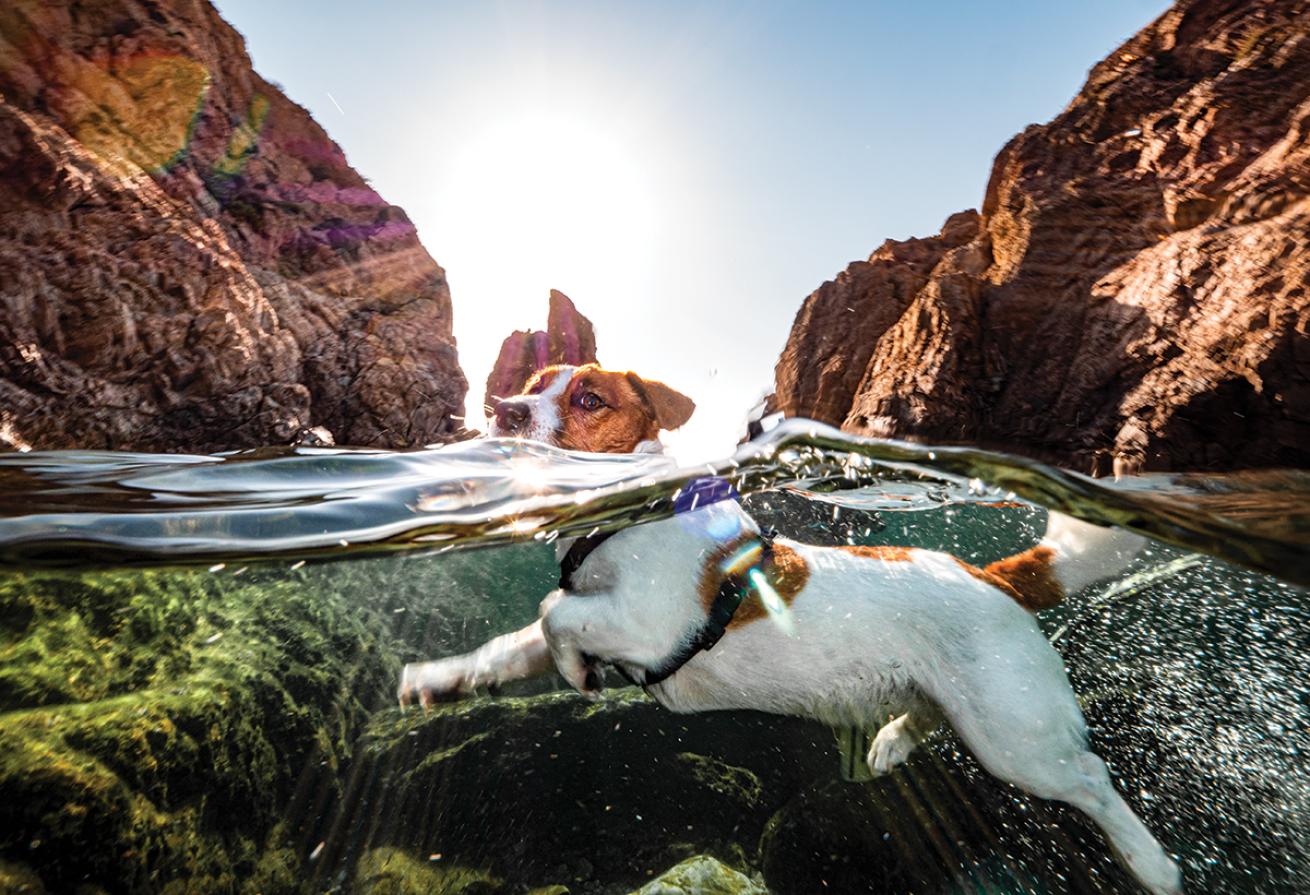 Dog swimming