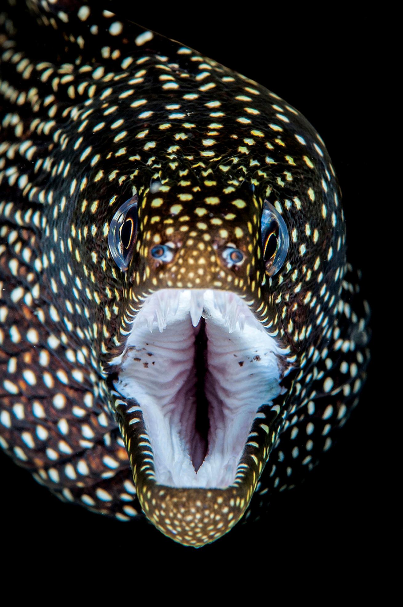 Spotted eel