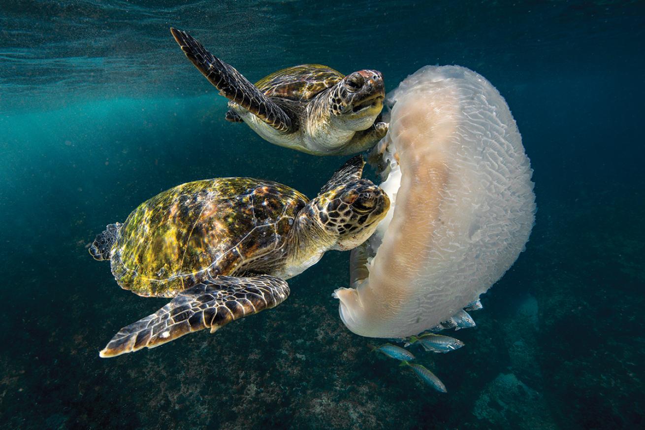 Turtles eating jellyfish